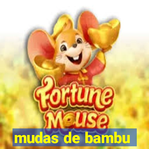 mudas de bambu